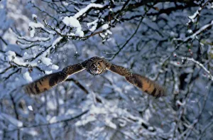 Long eared owl (Asio otus) in flight with snow. Germany, Europe Long eared owl (Asio otus) in flight with snow. Germany, Europe