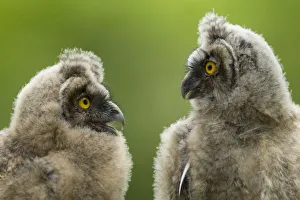Two Long eared owl chicks (Asio otus) covered in down, Pusztaszer, Kiskunsagi National Park Two Long eared owl chicks (Asio otus) covered in down, Pusztaszer, Kiskunsagi National Park