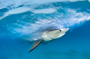 Long exposure image of Tiger shark (Galeocerdo cuvier) chasing bait, Bahamas Long exposure image of Tiger shark (Galeocerdo cuvier) chasing bait, Bahamas
