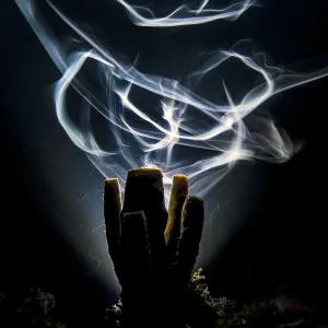 A long exposure renders Bar jacks (Carangoides ruber) as ghostly trails as they swim A long exposure renders Bar jacks (Carangoides ruber) as ghostly trails as they swim