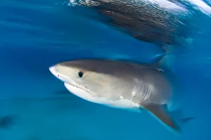 A long exposure of a Tiger Shark (Galeocerdo cuvier) portrait, at the surface at dusk A long exposure of a Tiger Shark (Galeocerdo cuvier) portrait, at the surface at dusk