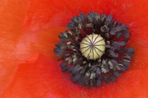 Long headed poppy (Papaver dubium) close up of flower centre, Sussex, UK Long headed poppy (Papaver dubium) close up of flower centre, Sussex, UK