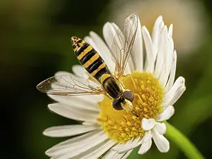 European Insects Prints: Long hoverfly (Sphaerophoria scripta) nectaring on a Daisy (Asteraceae)