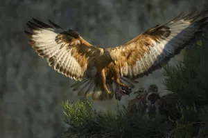 Long-legged buzzard (Buteo rufinus) landing at nest with food fo young, Bulgaria Long-legged buzzard (Buteo rufinus) landing at nest with food fo young, Bulgaria