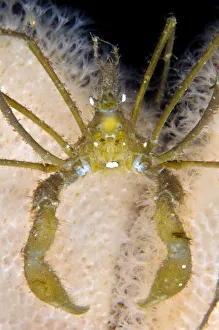 Long legged spider crab (Macropodia rostrata) on Dead mans fingers (Alcyonium digitatum) Long legged spider crab (Macropodia rostrata) on Dead mans fingers (Alcyonium digitatum)