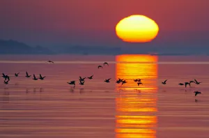 Long-tailed duck (Clangula hyemalis) flying low over water at sunset, Porvoo, Finland Long-tailed duck (Clangula hyemalis) flying low over water at sunset, Porvoo, Finland