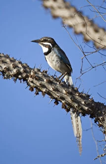 Images Dated 15th January 2009: Long-tailed ground roller (Uratelornis chimaera). Ifaty Spiny Forest, Madagascar