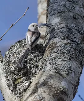 Images Dated 8th April 2017: Long-tailed tit (Aegithalos caudatus caudatus) placing feather in nest, Finland. April