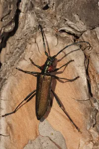 Longhorn beetle (Agapanthia ? sp) on wood, Doana National & Natural Park, Huelva Province Longhorn beetle (Agapanthia ? sp) on wood, Doana National & Natural Park, Huelva Province