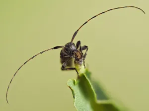 Longhorn beetle (Leiopus nebulosus) showing the long antennae, Hertfordshire, England, UK Longhorn beetle (Leiopus nebulosus) showing the long antennae, Hertfordshire, England, UK