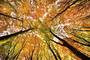 Looking up at Beech wood canopy (Fagus sylvatica) in autumn, Peak District National Park Looking up at Beech wood canopy (Fagus sylvatica) in autumn, Peak District National Park