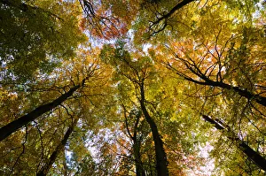 Looking up through the canopy of a Beech wood(Fagus sylvatica) in autumn, UK, November Looking up through the canopy of a Beech wood(Fagus sylvatica) in autumn, UK, November