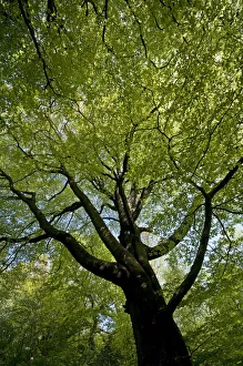Looking up into canopy of European Beech tree {Fagus sylvatica} in spring, UK Looking up into canopy of European Beech tree {Fagus sylvatica} in spring, UK