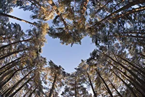Looking up through the canopy of Scots pine trees (Pinus sylvestris) Looking up through the canopy of Scots pine trees (Pinus sylvestris)
