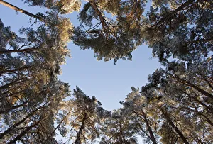 Looking up through the canopy of Scots pine trees (Pinus sylvestris) woodland showing Looking up through the canopy of Scots pine trees (Pinus sylvestris) woodland showing