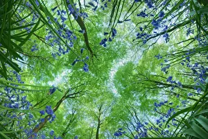 Looking up through carpet of Bluebells (Endymion nonscriptus) to Beech (Fagus sylvatica) Looking up through carpet of Bluebells (Endymion nonscriptus) to Beech (Fagus sylvatica)