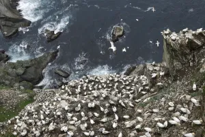Looking down cliffs onto Northern gannet (Morus bassanus) colony, Noup of Noss Nature Reserve Looking down cliffs onto Northern gannet (Morus bassanus) colony, Noup of Noss Nature Reserve