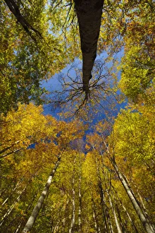 Looking up into European Beech (Fagus sylvatica)tree canopy in autumm colours Looking up into European Beech (Fagus sylvatica)tree canopy in autumm colours