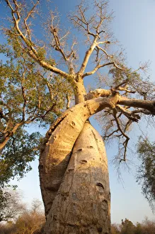 The Lovers Baobabs (Adansonia grandidieri). Near Morondava, Madagascar The Lovers Baobabs (Adansonia grandidieri). Near Morondava, Madagascar