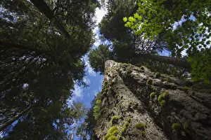 Low angle view of trees in the Hoh Rainforest, Hall of Mosses Trail, Olympic National Park Low angle view of trees in the Hoh Rainforest, Hall of Mosses Trail, Olympic National Park