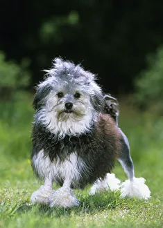 Lowchen / Little Lion dog, black and white, partially shaved, portrait in garden, France Lowchen / Little Lion dog, black and white, partially shaved, portrait in garden, France