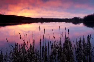 Lower Tamar Lake, colopurful sunrise, reflections and reeds, North Cornwall / Devon border, UK Lower Tamar Lake, colopurful sunrise, reflections and reeds, North Cornwall / Devon border, UK