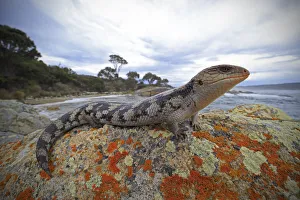 Lowland blotched blue-tongue (Tiliqua nigrolutea) on a coastal bluff in the Bay of Lowland blotched blue-tongue (Tiliqua nigrolutea) on a coastal bluff in the Bay of