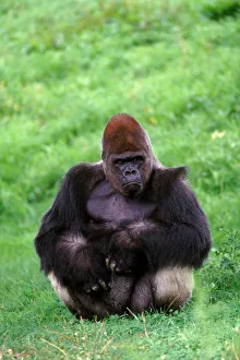 Lowland gorilla adult male silverback in zoo, USA Lowland gorilla adult male silverback in zoo, USA