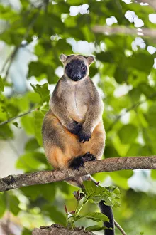 Lumholtz's Tree-kangaroo (Dendrolagus lumholtzi) sitting on branch in rainforest Lumholtz's Tree-kangaroo (Dendrolagus lumholtzi) sitting on branch in rainforest