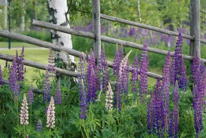 Lupins {Lupinus nootkatensis} in flower by birch tree trunk, Sweden, summer, Scandinavia Lupins {Lupinus nootkatensis} in flower by birch tree trunk, Sweden, summer, Scandinavia
