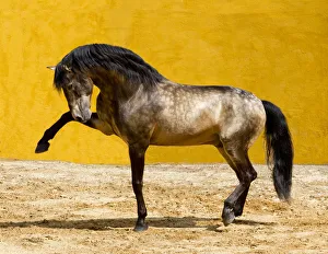 Lusitano horse, dun stallion pawing the ground, Portugal, May 2011 Lusitano horse, dun stallion pawing the ground, Portugal, May 2011