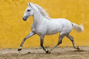 Lusitano horse, grey stallion trotting, Portugal Lusitano horse, grey stallion trotting, Portugal