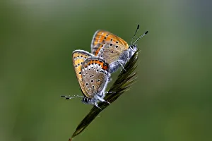 Lycaenid butterflies mating, Mount Cheget, Caucasus, Russia, June 2008 Lycaenid butterflies mating, Mount Cheget, Caucasus, Russia, June 2008