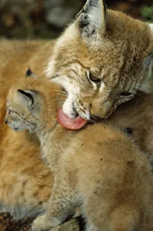 Lynx mother licking its cub {Lynx lynx} captive, Norway Lynx mother licking its cub {Lynx lynx} captive, Norway
