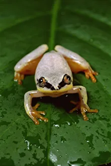 Madagascan reed frog {Heterixalus madagascar- iensis} Masoala NP, Madagascar Madagascan reed frog {Heterixalus madagascar- iensis} Masoala NP, Madagascar