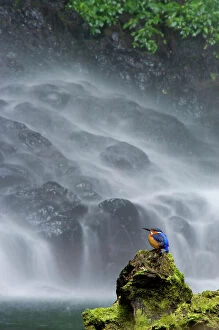 Images Dated 17th June 2007: Madagascar Malachite kingfisher (Alcedo vintisioides) Cascade sacree / The sacred waterfall