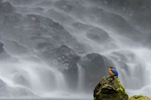 Madagascar Malachite kingfisher (Alcedo vintisioides) Cascade sacree / The sacred Madagascar Malachite kingfisher (Alcedo vintisioides) Cascade sacree / The sacred