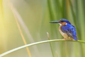 Madagascar / Malagasy kingfisher (Alcedo vintsioides) perching, Anjajavy Private Reserve Madagascar / Malagasy kingfisher (Alcedo vintsioides) perching, Anjajavy Private Reserve
