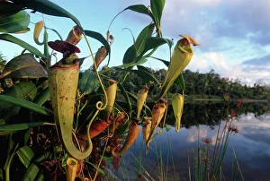 Madagascar pitcher plants {Nepenthes madagascariensis} Pangalanes canal, East Madagascar Madagascar pitcher plants {Nepenthes madagascariensis} Pangalanes canal, East Madagascar