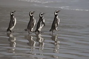Magellanic Penguins (Spheniscus magellanicus)marching to the sea, Saunders Island Magellanic Penguins (Spheniscus magellanicus)marching to the sea, Saunders Island
