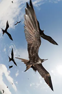 Magnificent frigatebirds (Fregata magnificens) in low flight ovehead. Espanola Island Magnificent frigatebirds (Fregata magnificens) in low flight ovehead. Espanola Island