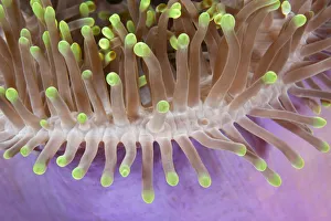 Detail of magnificent Sea anemone (Heteractis magnifica) Maldives, Indian Ocean Detail of magnificent Sea anemone (Heteractis magnifica) Maldives, Indian Ocean