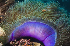 Magnificent sea anemone (Heteractis magnifica) with Anemone fish within tentacles Magnificent sea anemone (Heteractis magnifica) with Anemone fish within tentacles