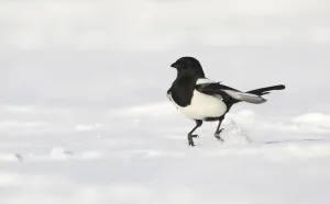Magpie (Pica pica) hopping along over snow covered ground. Derbyshire, UK, November Magpie (Pica pica) hopping along over snow covered ground. Derbyshire, UK, November