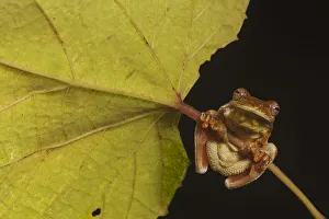 Mahogany treefrog (Tlalocohyla loquax) clasping onto leaf stem, view from below Mahogany treefrog (Tlalocohyla loquax) clasping onto leaf stem, view from below