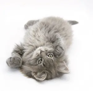 Maine Coon kitten, 8 weeks, lying on its back, looking up in a playful manner Maine Coon kitten, 8 weeks, lying on its back, looking up in a playful manner