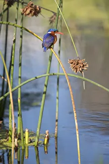Malachite kingfisher (Alcedo cristata) perched on rush, Intaka Island, Cape Town Malachite kingfisher (Alcedo cristata) perched on rush, Intaka Island, Cape Town
