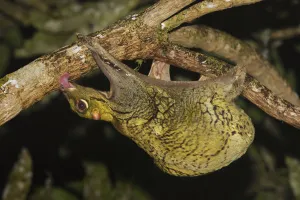 Malayan colugo {Cynocephalus variegatus} hanging upside-down in tree feeding on algae at night Malayan colugo {Cynocephalus variegatus} hanging upside-down in tree feeding on algae at night