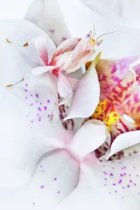 Malaysian Orchid Mantis (Hymenopus coronatus) white colour morph camouflaged on an orchid Malaysian Orchid Mantis (Hymenopus coronatus) white colour morph camouflaged on an orchid