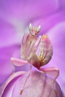 Malaysian Orchid Mantis (Hymenopus coronatus) pink colour morph, camouflaged on an orchid Malaysian Orchid Mantis (Hymenopus coronatus) pink colour morph, camouflaged on an orchid